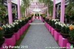 [Lily Parade 8.jpg]